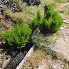 Plants: image 66 Of 208 Thumb